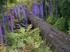 chihuly-garden