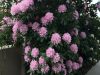beautiful-flora-and-fauna