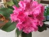 rhododendrun